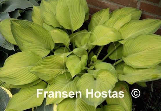 Hosta Rascal